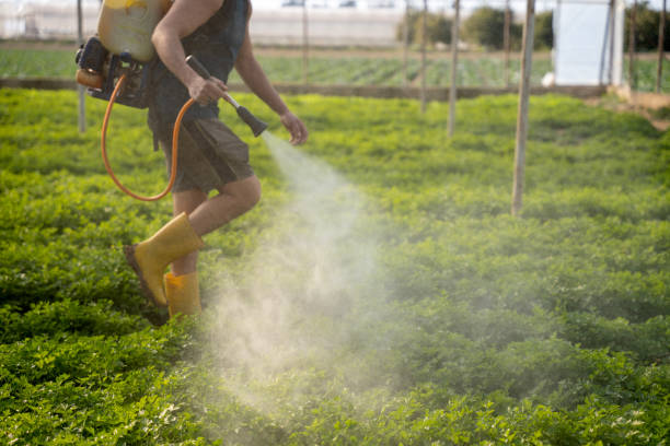 Best Insect Control  in Winchester, NV