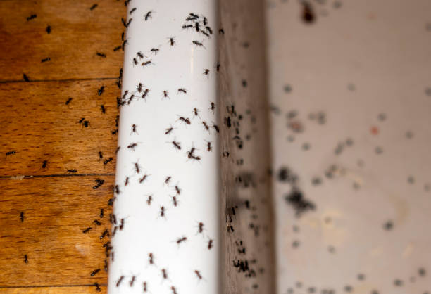 Best Termite Control Services  in Winchester, NV